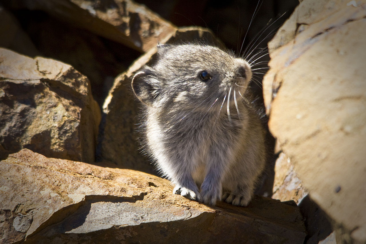 Ili Pika